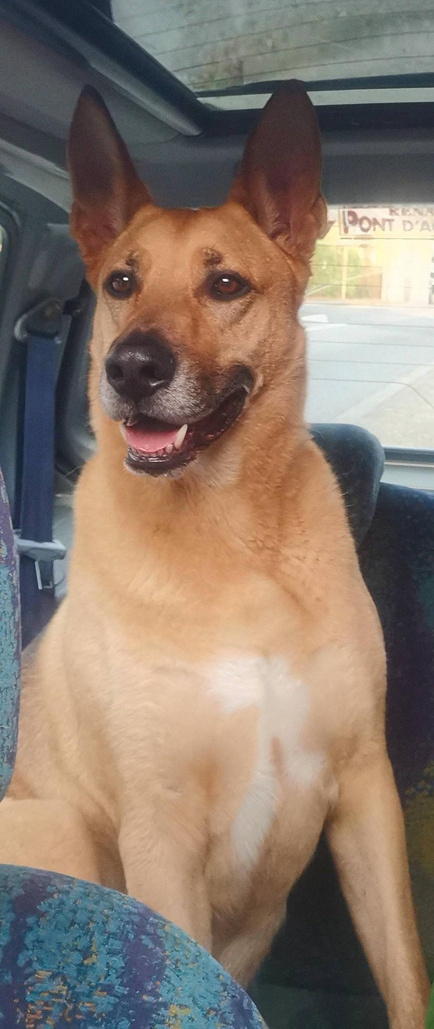 Oural a rejoint le concours — aidez-le/la à gagner de superbes lots ! ancient_dog_breeds, canidae, carnivore, collar, companion_dog, dog, dog_breed, dog_collar, fawn, fur, liver, non_sporting_group, snout, sporting_group, street_dog, terrestrial_animal, whiskers, windshield, working_animal, working_dog