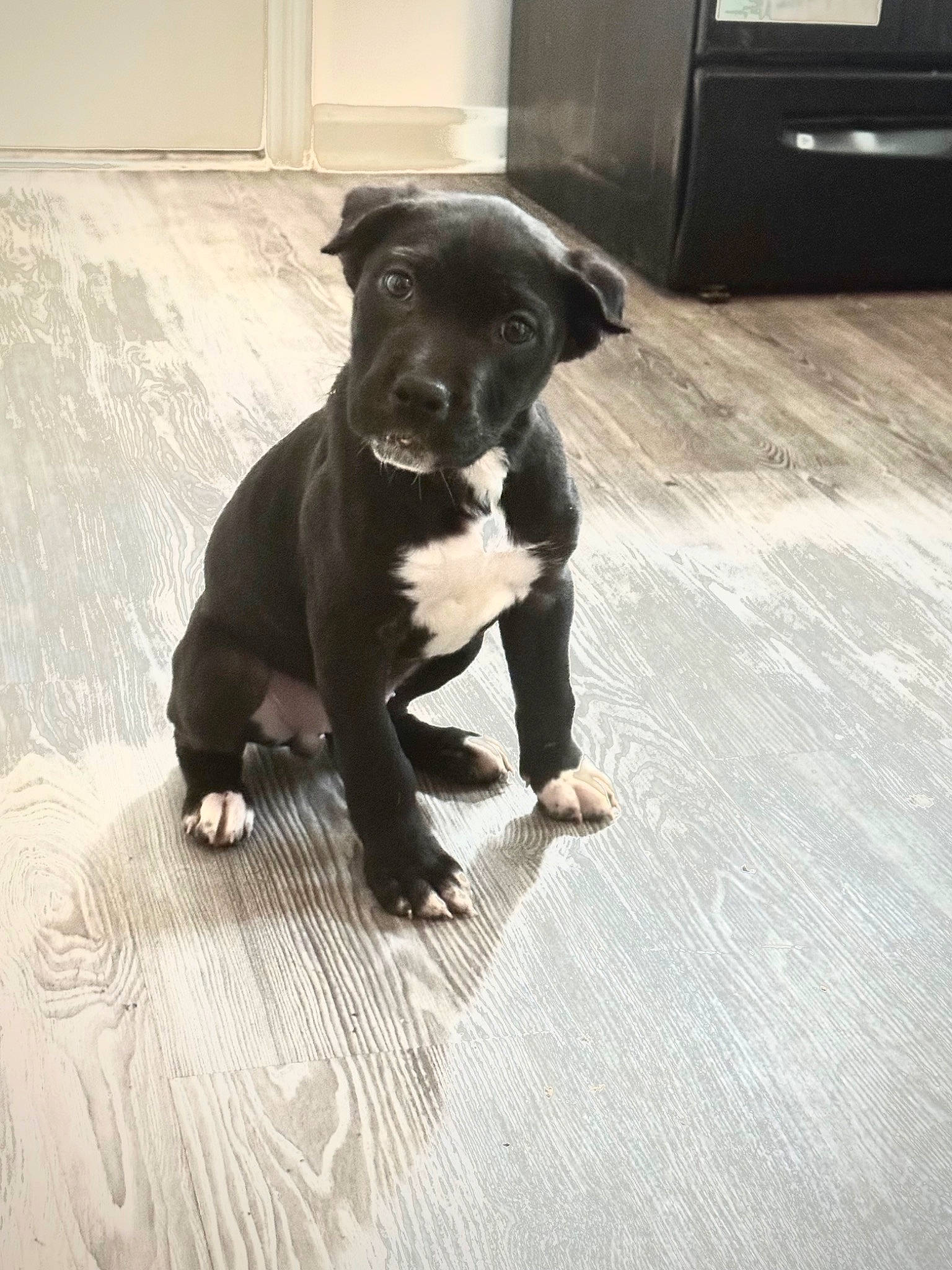 Legacy joined the competition — help win amazing prizes! borador, canidae, chest_of_drawers, companion_dog, dog, dog_breed, fawn, floor, flooring, guard_dog, gun_dog, hardwood, home_appliance, liver, snout, street_dog, tail, whiskers, wood_burning_stove, working_animal