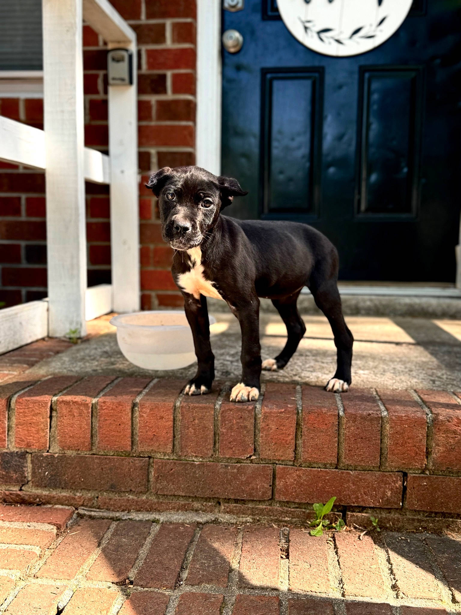 Legacy is registered to the contest to win money with this photo: art, brick, brickwork, canidae, carnivore, companion_dog, dog, dog_breed, door, fawn, flooring, metal, monument, road_surface, sculpture, snout, sporting_group, tail, wood, working_animal