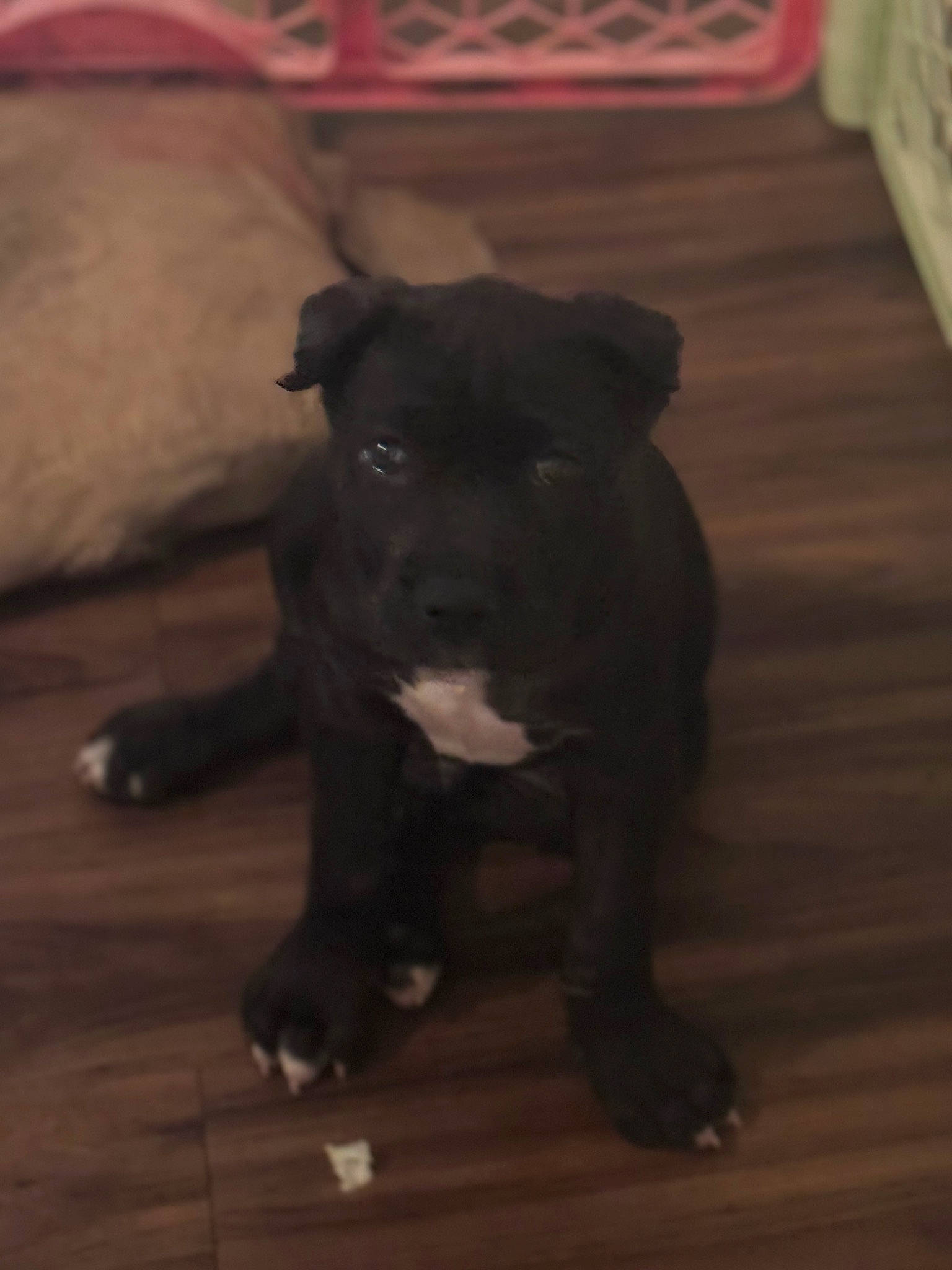 Legend is registered to the contest to win money with this photo: borador, canidae, carnivore, companion_dog, darkness, dog, dog_breed, fawn, flooring, fur, guard_dog, hardwood, non_sporting_group, snout, sporting_group, tail, terrestrial_animal, whiskers, wood, working_animal