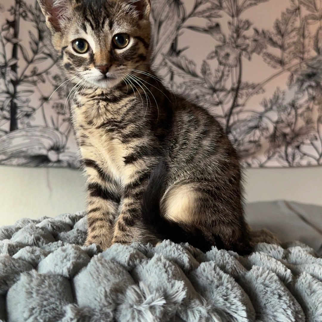 Kurt Mason joined the competition — help win amazing prizes! animal, bedroom, blanket, cat, cozy, curious, decor, ears, eyes, face, fur, furniture, indoor, kitten, pet, sitting, tabby, texture, wallpaper, whiskers