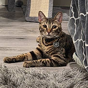 Kurt Mason joined the competition — help win amazing prizes! blanket, cat, cat_tree, collar, ears, eyes, furniture, grey, hardwood_floor, id_tag, indoor, paws, pet, resting, rug, scratching_post, shag_rug, tabby, tabby_cat, whiskers