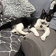 Sparkyy is registered to the contest to win money with this photo: bed, black_and_white, blanket, cat, collar, couch_arm, cozy, furniture, gray_color, id_tag, indoor, lounging, patterned_blanket, paw, pet, pillow, relaxed, tuxedo_cat, upholstery, whiskers
