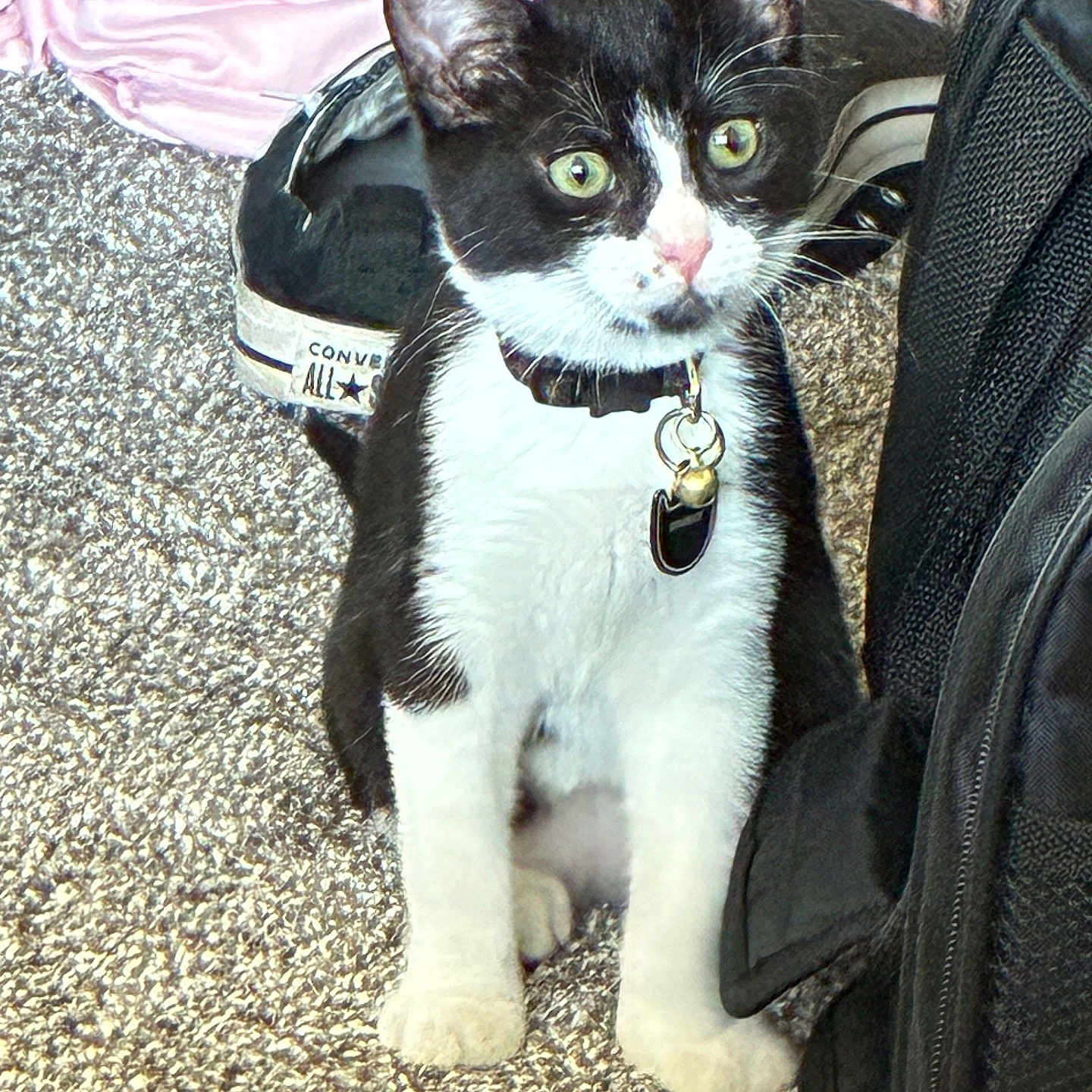 Sparkyy is registered to the contest to win money with this photo: alert, backpack, black_and_white, carpet, cat, collar, converse_shoe, curious, domestic_animal, feline, fur, green_eyes, indoor, kitten, paws, pet, seated, tag, whiskers, young_animal