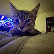 Luna is registered to the contest to win money with this photo: animal, bed, blanket, cat, close_up, cozy, curious, dim_light, ears, furniture, indoor, kitten, paw, pet, resting, room, screen, television, whiskers, young