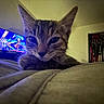 animal, bed, blanket, cat, close_up, cozy, curious, dim_light, ears, furniture, indoor, kitten, paw, pet, resting, room, screen, television, whiskers, young