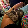 Luna joined the competition — help win amazing prizes! arm, artwork, bed, blanket, cat, clothing, colorful, cozy, drawer, frame, indoor, kitten, pattern, person, relaxing, resting, room, sleeping, stuffed_animal, teddy_bear