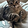 animal, bed, cat, closeup, curious, cute, domestic, ears, fur, indoor, kitten, mammal, pet, pillow, relaxed, resting, sleepy, soft, tabby, whiskers
