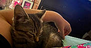 Luna is registered to the contest to win money with this photo: animal, arm, artwork, bedroom, cat, colorful, couch, cozy, fabric, furniture, hand, indoor, kitten, painting, pattern, pet, resting, sleeping, tabby, teddy_bear