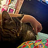 Luna is registered to the contest to win money with this photo: animal, arm, artwork, bedroom, cat, colorful, couch, cozy, fabric, furniture, hand, indoor, kitten, painting, pattern, pet, resting, sleeping, tabby, teddy_bear
