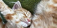 Augie is registered to the contest to win money with this photo: cat, kitten, sleeping, orange_tabby, fur, close_up, pet, cozy, relaxed, whiskers, pink_nose, indoor, blanket, texture, cute, animal, resting, feline, soft, peaceful