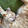 cat, kitten, sleeping, orange_tabby, fur, close_up, pet, cozy, relaxed, whiskers, pink_nose, indoor, blanket, texture, cute, animal, resting, feline, soft, peaceful