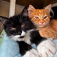 Augie is registered to the contest to win money with this photo: kitten, cat, black_and_white_cat, orange_cat, feline, pets, cute, snuggling, whiskers, paws, fur, indoor, blanket, resting, close_up, young_animals, animal_face, sleepy, cozy, shelf