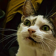 Debra Moore joined the competition — help win amazing prizes! animal_face, cat, close_up, curious_gaze, domestic_cat, ears, facial_markings, green_eyes, indoor, low_light, macro, mouth, nose, pet, portrait, shallow_depth_of_field, surprised_expression, tabby, whiskers, white_fur