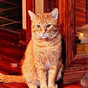 Easy Rider is registered to the contest to win money with this photo: cat, ginger_cat, orange_fur, pet, indoor, wooden_floor, furniture, paws, whiskers, sitting, portrait, close_up, eyes, ears, domestic_cat, home, floorboards, vintage_cabinet, calm, centered