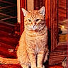 calm, cat, centered, close_up, domestic_cat, ears, eyes, floorboards, furniture, ginger_cat, home, indoor, orange_fur, paws, pet, portrait, sitting, vintage_cabinet, whiskers, wooden_floor