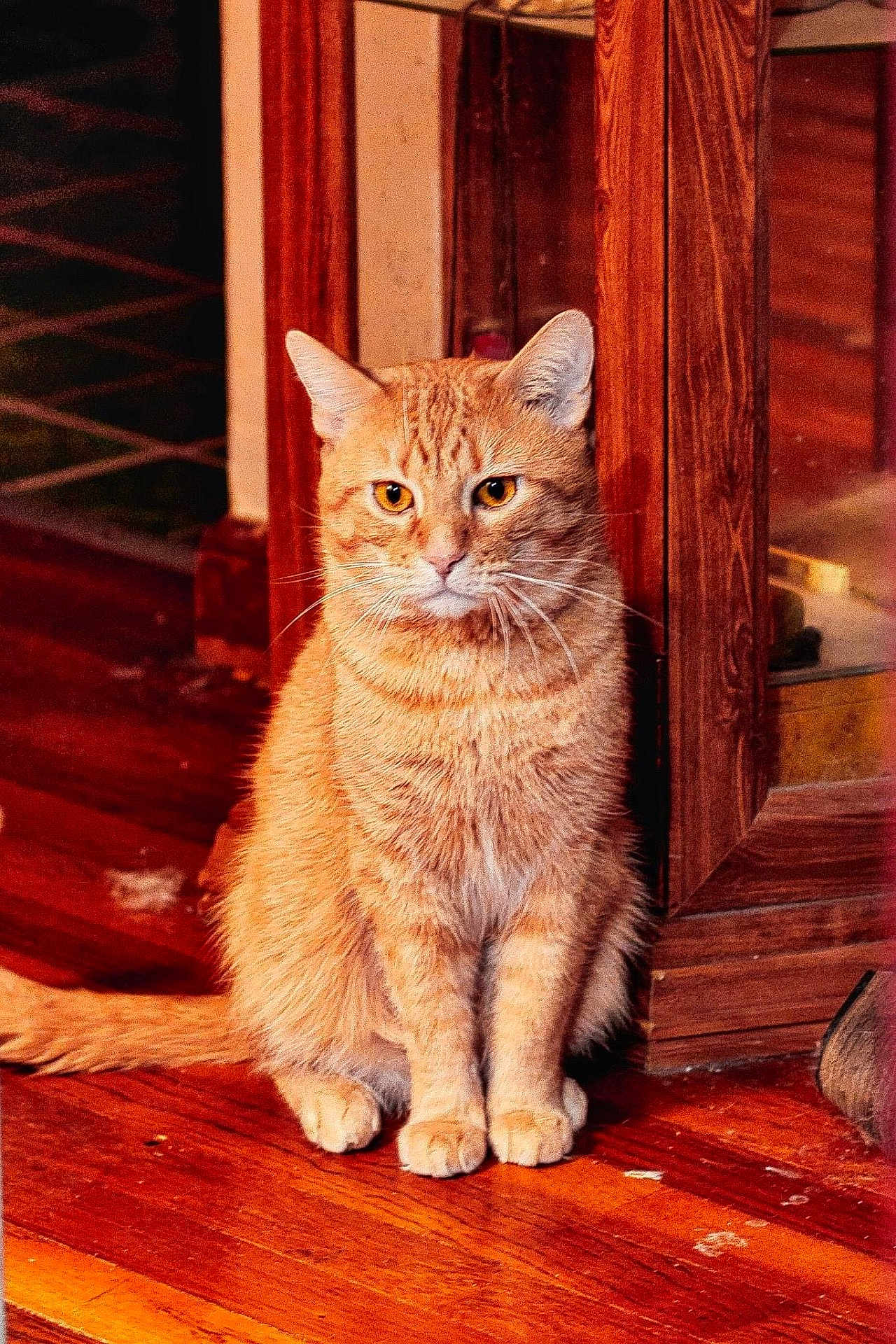 Easy Rider is registered to the contest to win money with this photo: cat, ginger_cat, orange_fur, pet, indoor, wooden_floor, furniture, paws, whiskers, sitting, portrait, close_up, eyes, ears, domestic_cat, home, floorboards, vintage_cabinet, calm, centered