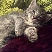 Nermal joined the competition — help win amazing prizes! kitten, cat, gray_cat, furry, pet, sleepy, relaxed, closeup, indoor, blanket, plush, cozy, paw, whiskers, cute, animal, young, mammal, resting, soft