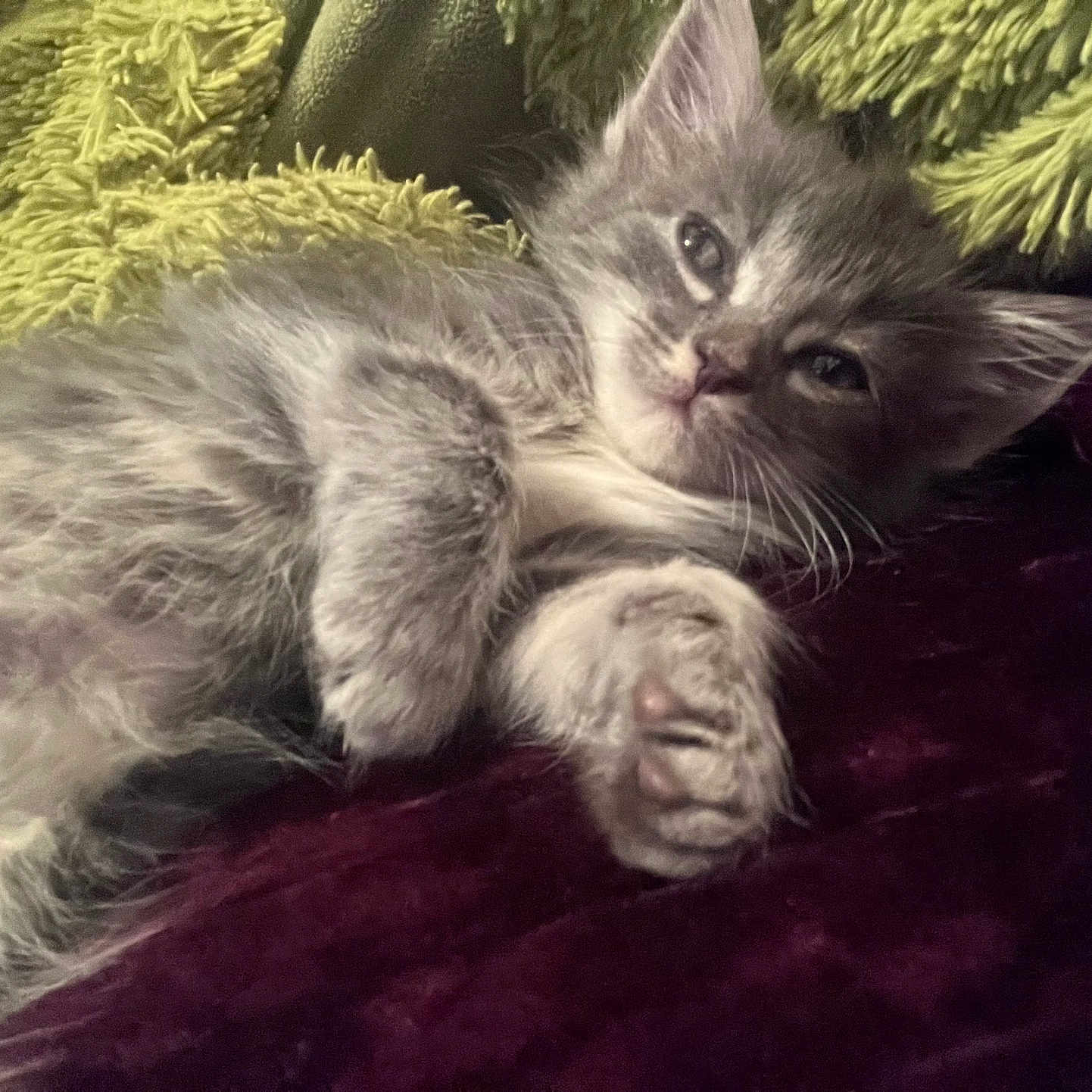 Nermal joined the competition — help win amazing prizes! kitten, cat, gray_cat, furry, pet, sleepy, relaxed, closeup, indoor, blanket, plush, cozy, paw, whiskers, cute, animal, young, mammal, resting, soft