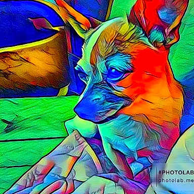 Buddy