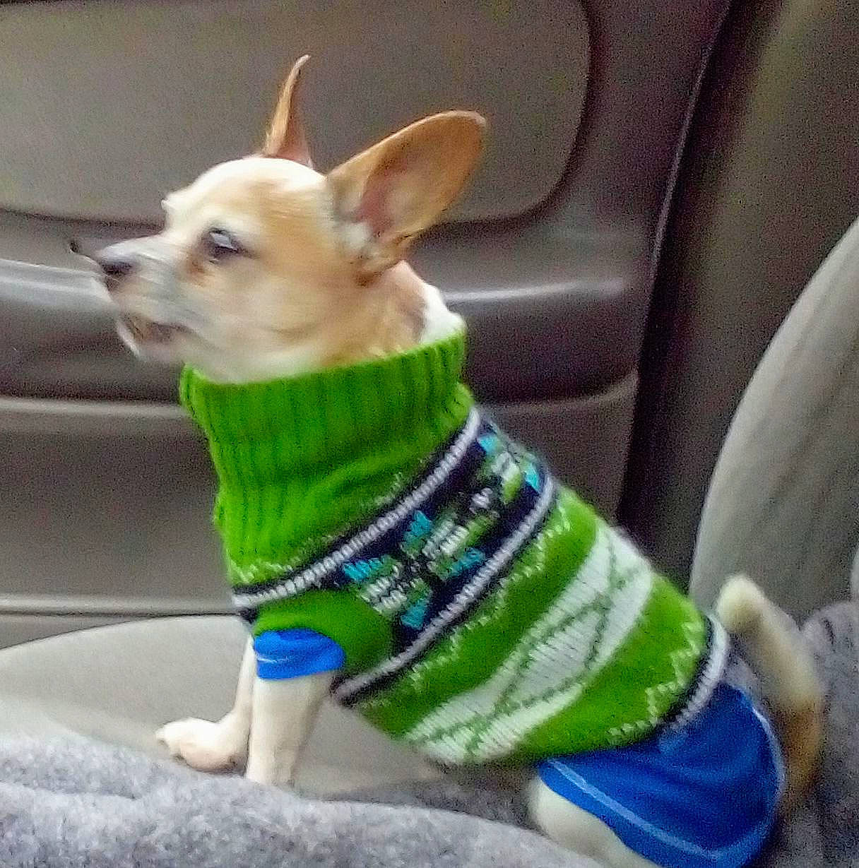 Buddy joined the competition — help win amazing prizes! canidae, carnivore, chair, collar, companion_dog, dog, dog_breed, dog_clothes, dog_collar, dog_supply, ear, electric_blue, fashion_accessory, fawn, snout, tail, terrestrial_animal, toy_dog, whiskers, working_animal