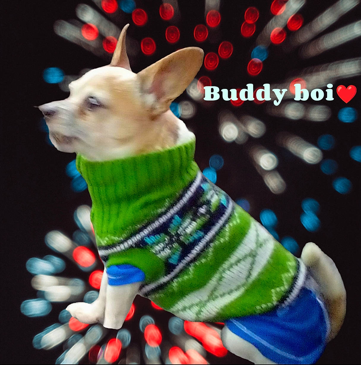 Buddy joined the competition — help win amazing prizes! carnivore, collar, companion_dog, cone, creative_arts, dog, dog_breed, dog_collar, dog_supply, electric_blue, event, fashion_accessory, fawn, font, green, holiday, pattern, pet_supply, toy_dog, working_animal