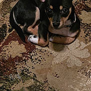 Jax joined the competition — help win amazing prizes! puppy, dog, black, tan, ears, carpet, indoor, animal, pet, cute, small, fur, looking_up, floor, curious, young, domestic, companion, resting, alert