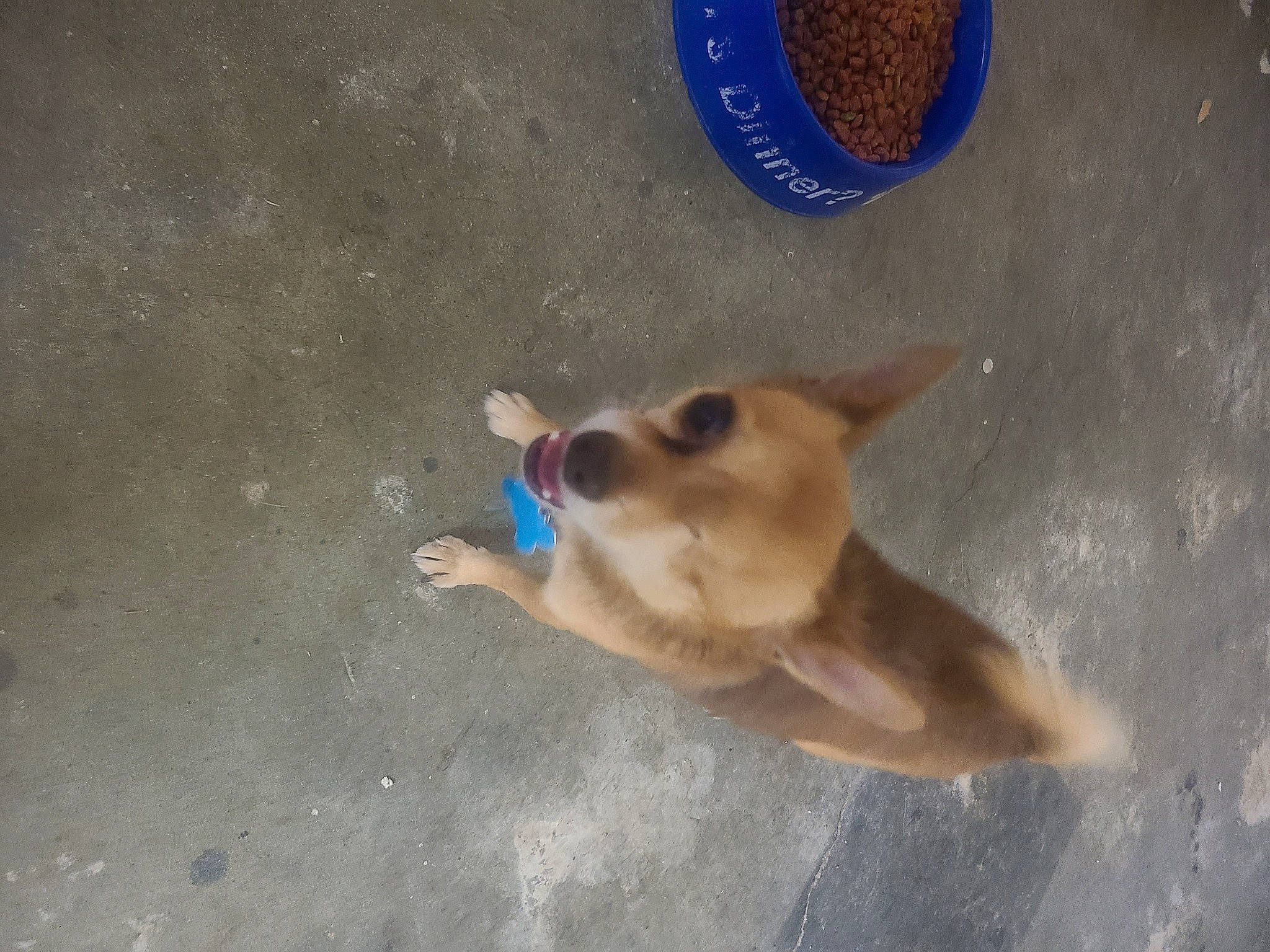 Special Mambo joined the competition — help win amazing prizes! adhesive, canidae, carnivore, circle, companion_dog, concrete, dog, dog_breed, dog_supply, electric_blue, fawn, non_sporting_group, plastic, snout, spitz, sporting_group, tail, toy_dog, wildlife, working_animal