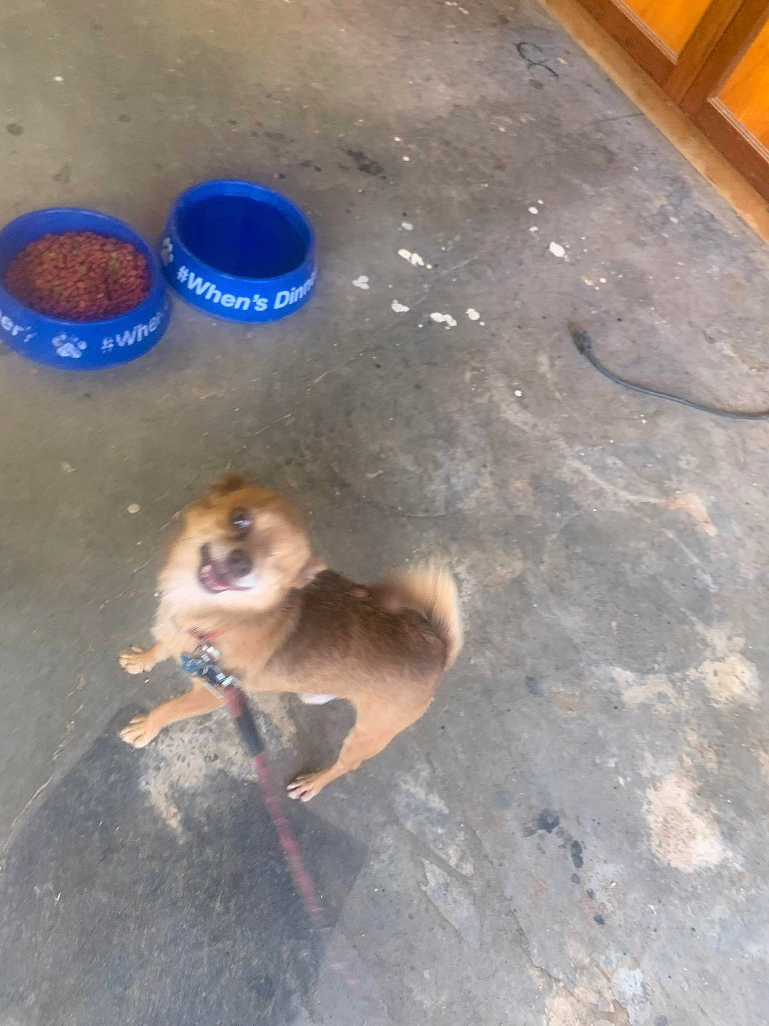 Special Mambo is registered to the contest to win money with this photo: canidae, carnivore, companion_dog, concrete, dog, dog_breed, electric_blue, fawn, flooring, hardwood, paw, pet_supply, primate, road_surface, shadow, soil, sporting_group, tail, wood, working_animal