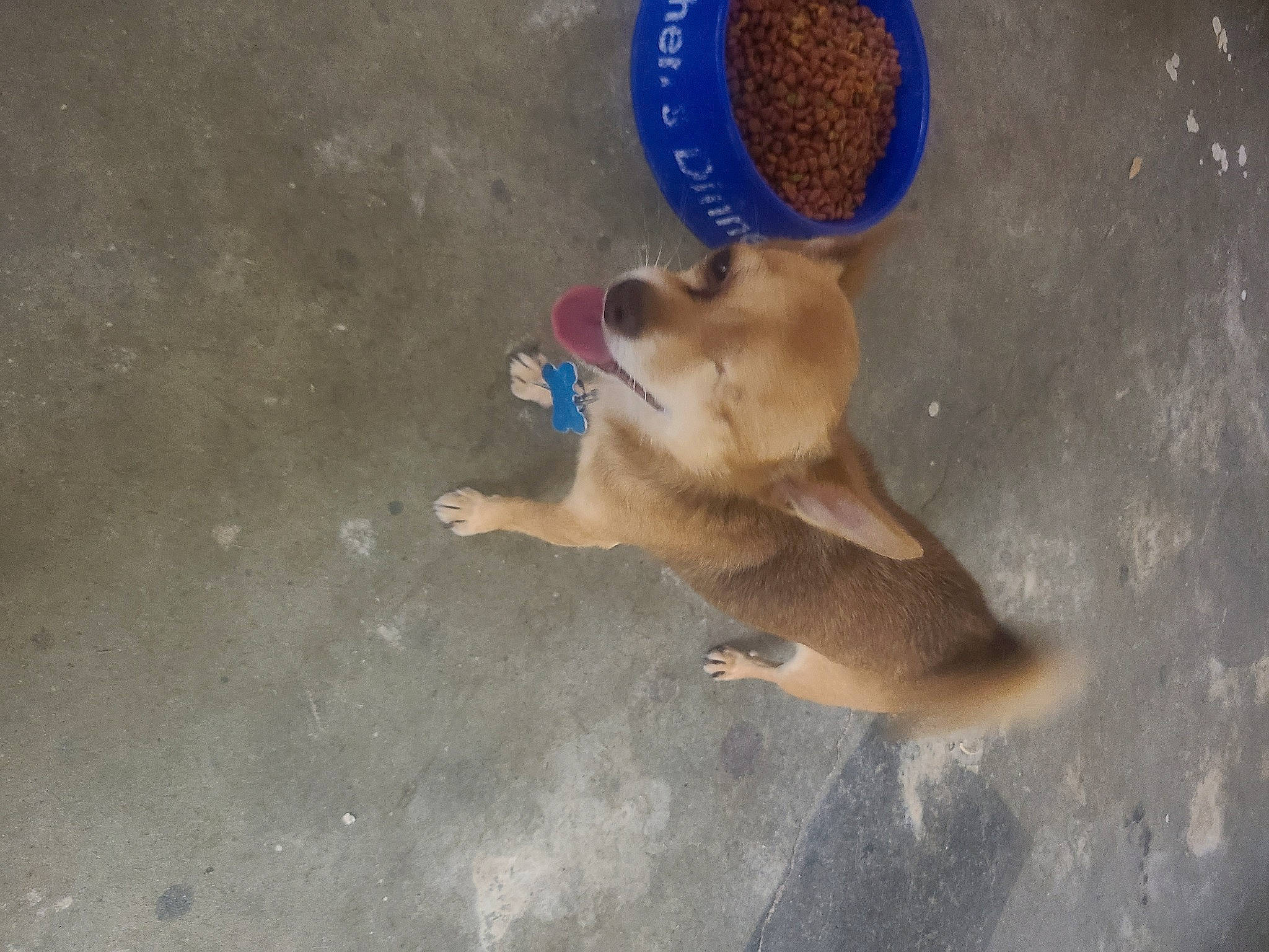 Special Mambo joined the competition — help win amazing prizes! adhesive, carnivore, circle, companion_dog, dog, dog_breed, electric_blue, fawn, mammal, non_sporting_group, pet_supply, plastic, sporting_group, tail, vase, vertebrate, watch, working_animal