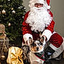 Gus is registered to the contest to win money with this photo: dog, corgi, santa_claus, christmas_tree, holiday, festive, costume, beard, red_suit, decorations, ornaments, bandana, pet, indoor, floor, boots, glasses, gift_bag, celebration, winter