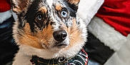 Gus is registered to the contest to win money with this photo: dog, blue_eyes, bandana, plaid, sitting, indoor, holiday, christmas, santa_claus, costume, fur, ears, closeup, portrait, pet, white_fur, black_fur, brown_fur, leash, floor