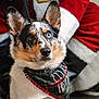 dog, blue_eyes, bandana, plaid, sitting, indoor, holiday, christmas, santa_claus, costume, fur, ears, closeup, portrait, pet, white_fur, black_fur, brown_fur, leash, floor