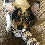 Gus is registered to the contest to win money with this photo: dog, merle_coat, playing, sock, indoor, carpet, blanket, pillow, pet, animal, cute, ears, mouth, close_up, looking_up, furniture, cozy, striped, home, canine