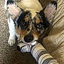 dog, merle_coat, playing, sock, indoor, carpet, blanket, pillow, pet, animal, cute, ears, mouth, close_up, looking_up, furniture, cozy, striped, home, canine