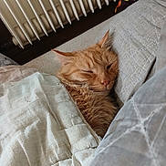 Tigrou a rejoint le concours — aidez-le/la à gagner de superbes lots ! bedroom, blanket, cat, comfort, cozy, cute, feline, fur, indoor, orange_cat, pet, pillow, quiet, radiator, relax, rest, sleeping, snuggle, soft, warm