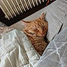 bedroom, blanket, cat, comfort, cozy, cute, feline, fur, indoor, orange_cat, pet, pillow, quiet, radiator, relax, rest, sleeping, snuggle, soft, warm
