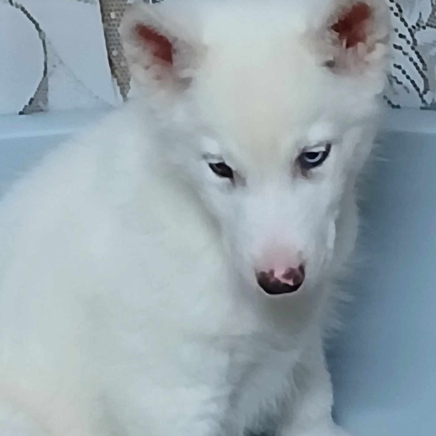 Aiko a rejoint le concours — aidez-le/la à gagner de superbes lots ! animal, basin, blue_eye, brown_eye, closeup, curtain, cute, dog, domestic_animal, ears, fur, indoor, nose, pet, portrait, puppy, shy, sitting, white_fur, young
