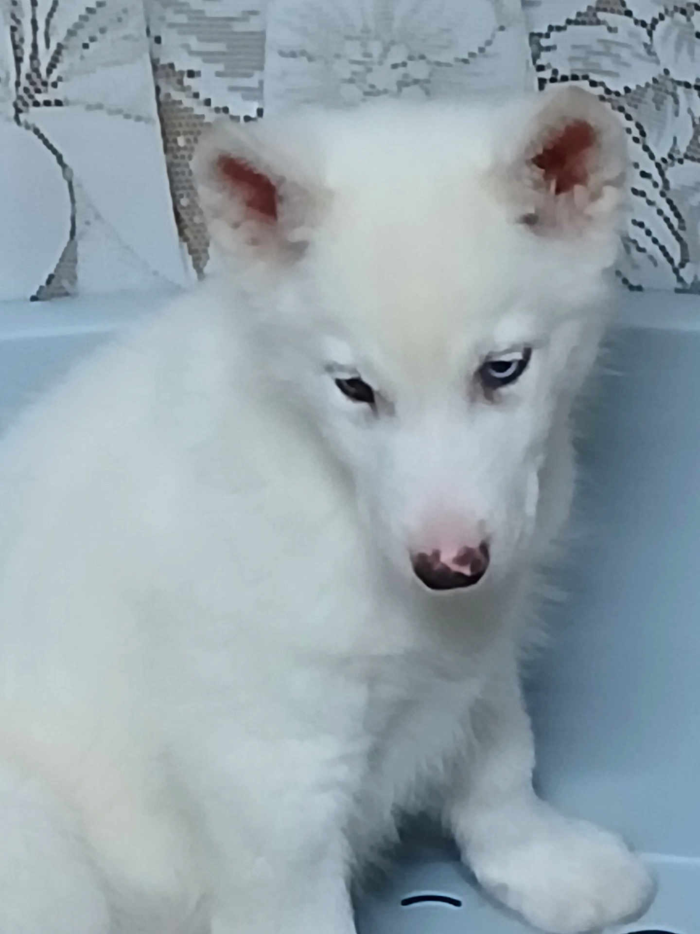 Aiko a rejoint le concours — aidez-le/la à gagner de superbes lots ! puppy, dog, white_fur, blue_eye, brown_eye, basin, indoor, shy, sitting, cute, pet, animal, fur, ears, nose, closeup, portrait, young, domestic_animal, curtain