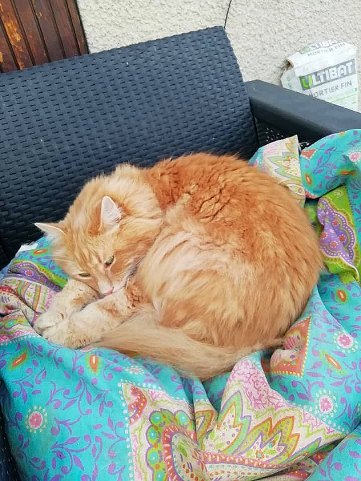 Kaliméro a rejoint le concours — aidez-le/la à gagner de superbes lots ! carnivore, cat, cat_bed, cat_supply, comfort, companion_dog, couch, domestic_short_haired_cat, fawn, felidae, fur, grass, linens, nap, pet_supply, sleep, small_to_medium_sized_cats, sporting_group, tail, whiskers