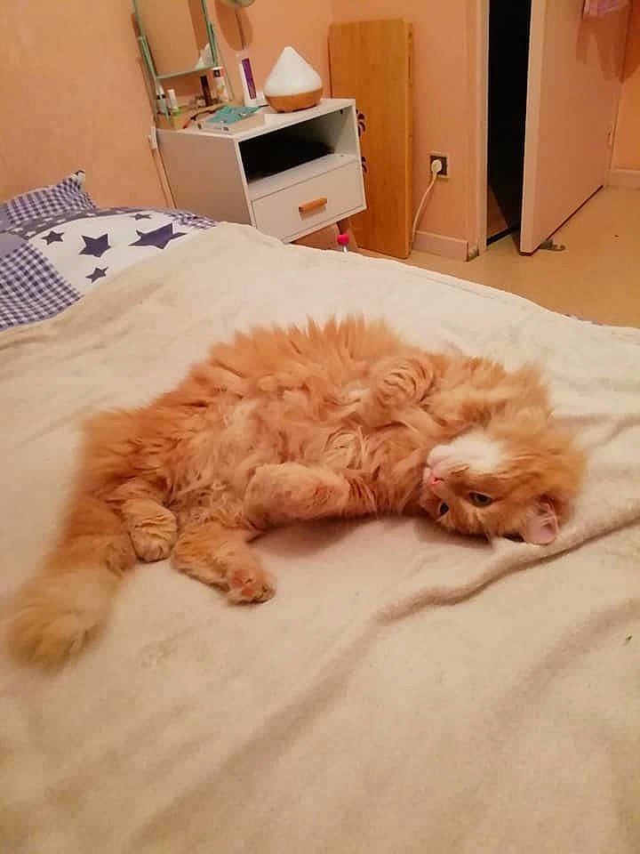 Kaliméro a rejoint le concours — aidez-le/la à gagner de superbes lots ! bedding, cabinetry, canidae, carnivore, comfort, companion_dog, dog_breed, drawer, duvet, fawn, felidae, fur, paw, room, small_to_medium_sized_cats, snout, sporting_group, tail, vertebrate, whiskers