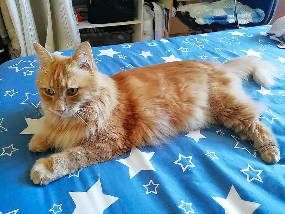 Kaliméro a rejoint le concours — aidez-le/la à gagner de superbes lots ! blue, box, carnivore, cat, claw, comfort, companion_dog, domestic_short_haired_cat, fawn, felidae, fur, paw, small_to_medium_sized_cats, snout, tail, vehicle, whiskers