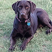 Gracie joined the competition — help win amazing prizes! alert, animal, black_dog, canine, collar, daylight, dog, ears, eyes, fur, grass, greenery, laying_down, nature, outdoor, pet, resting, snout, summer, tag