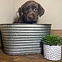 Gracie is registered to the contest to win money with this photo: animal, brown_fur, chocolate_labrador, curious, cute, dog, domestic, ears, eyes, face, indoor, metal_container, pet, plant, pot, puppy, small, succulent, wooden_surface, young_dog