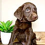 animal, chocolate_labrador, cute, dog, domestic_animal, ears, eyes, fur, indoor, nose, pet, plant, portrait, potted_plant, puppy, sitting, still_life, table, wood, young