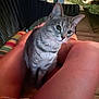 cat, tabby_cat, animal, pet, legs, person, cushion, chair, outdoor, night, porch, wooden_floor, greenery, furniture, striped, looking, closeup, domestic_animal, relaxing, companion