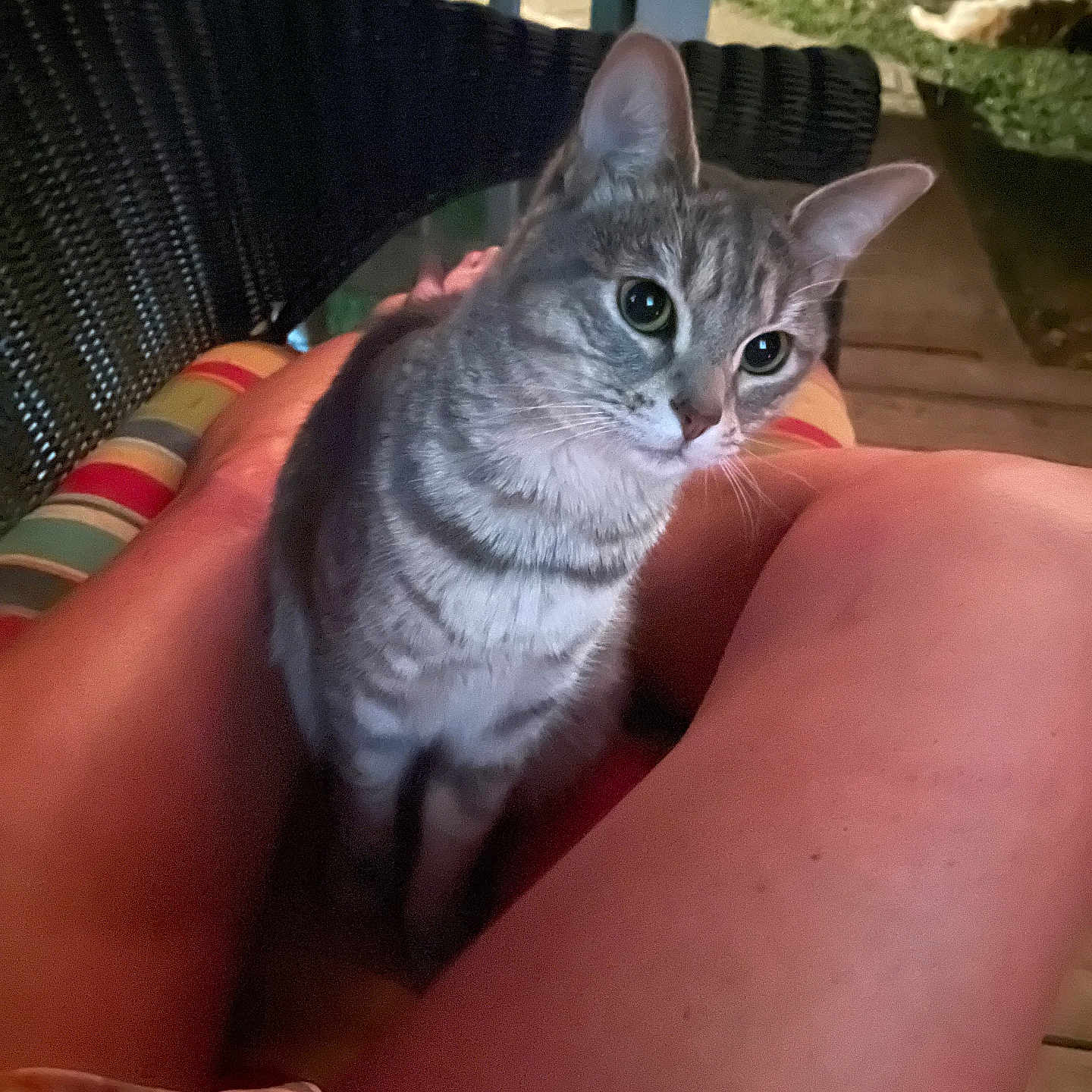 Miss Molli is registered to the contest to win money with this photo: animal, cat, chair, closeup, companion, cushion, domestic_animal, furniture, greenery, legs, looking, night, outdoor, person, pet, porch, relaxing, striped, tabby_cat, wooden_floor