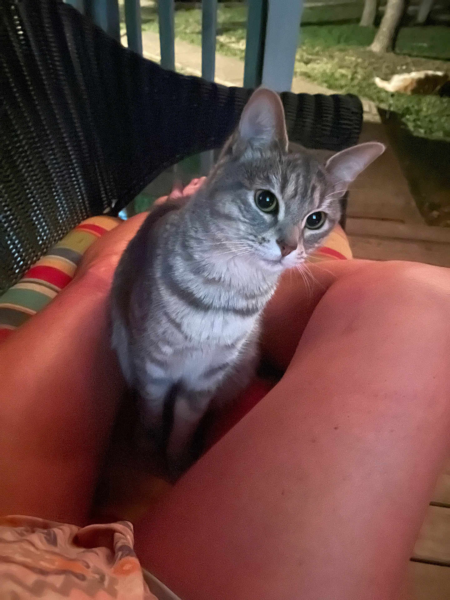 Miss Molli is registered to the contest to win money with this photo: cat, tabby_cat, animal, pet, legs, person, cushion, chair, outdoor, night, porch, wooden_floor, greenery, furniture, striped, looking, closeup, domestic_animal, relaxing, companion