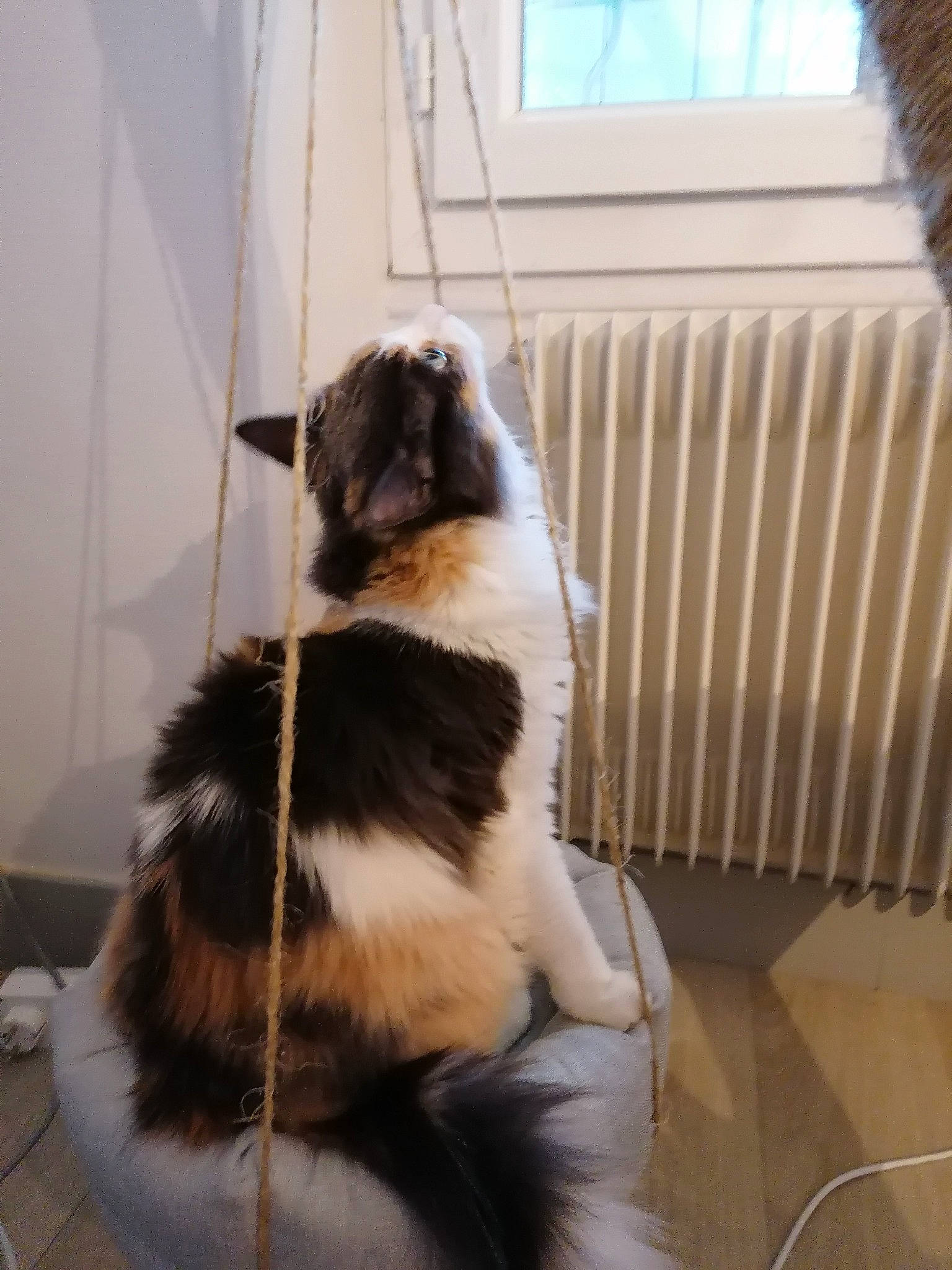 Youna participe au concours pour gagner de l'argent avec cette photo : canidae, carnivore, cat, dog_breed, felidae, fur, norwegian_forest_cat, small_to_medium_sized_cats, tail, whiskers