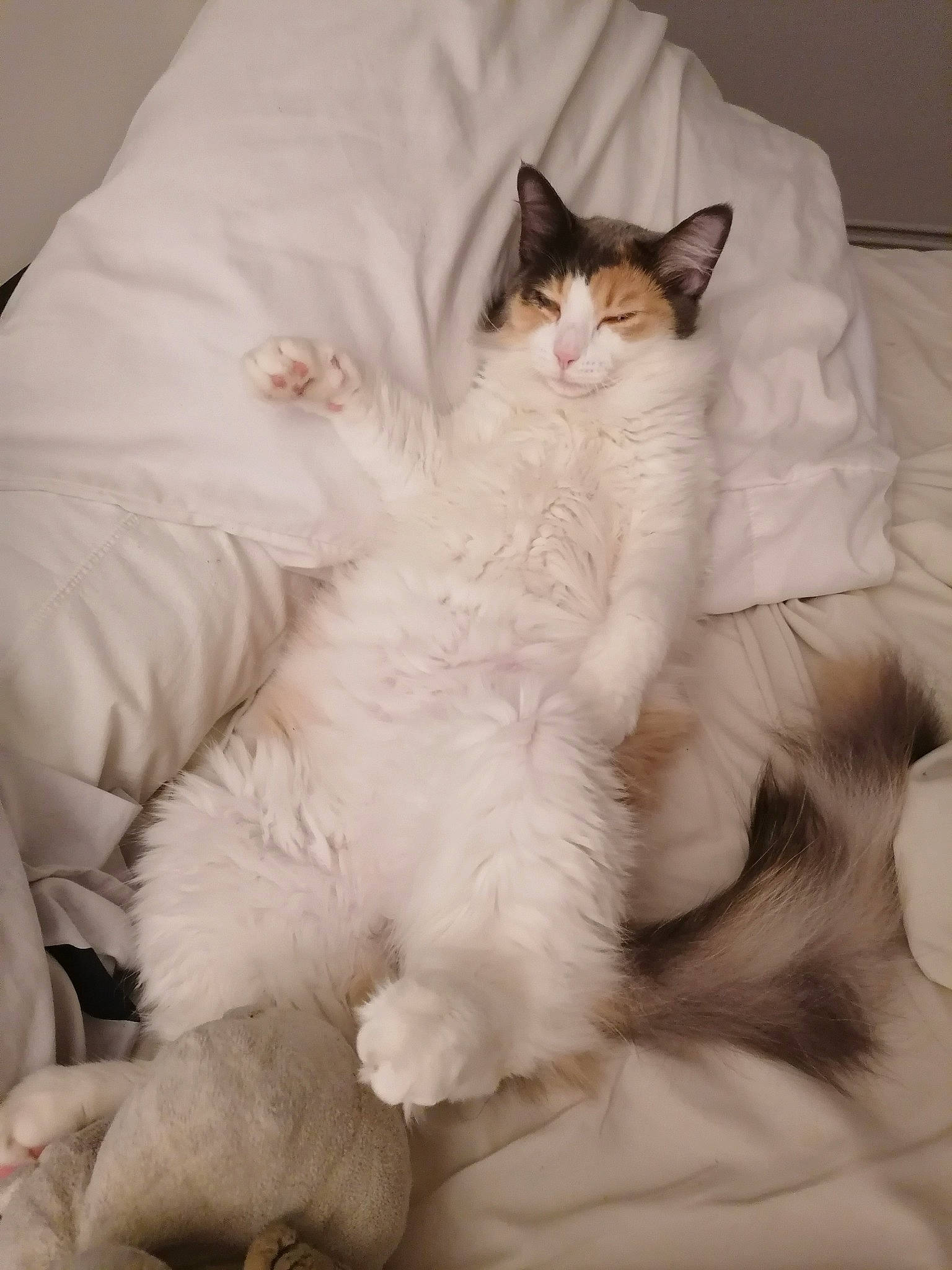 Youna a rejoint le concours — aidez-le/la à gagner de superbes lots ! asian, british_semi_longhair, carnivore, cat, domestic_long_haired_cat, felidae, fur, kitten, mammal, norwegian_forest_cat, ragamuffin, ragdoll, small_to_medium_sized_cats, turkish_van, whiskers